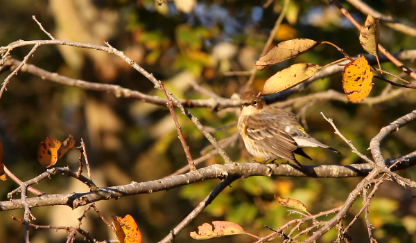 Yellow-rumped Warbler, Berlin, MD. Jeff Gordon