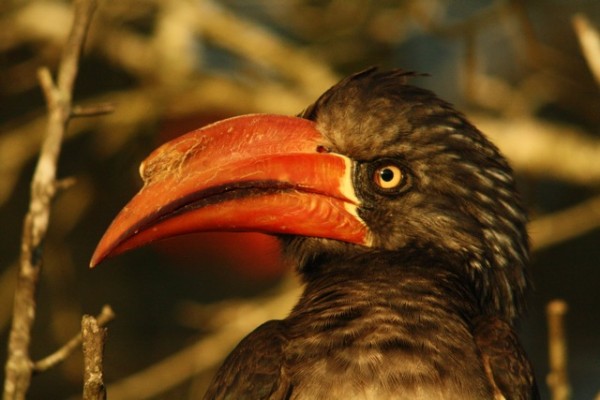 Crowned Hornbill Dale Forbes