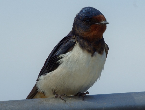 Barn Swallow. Martin Garner.  Spurn