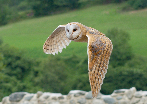 Over 3000 Barn Owls Killed On Britain S Road Per Year