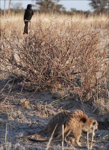 Fork-tailed Drongo steals the Meerkat's food by imitating alarm calls of other species. 