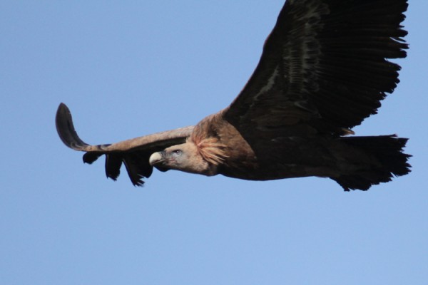 Eurasian Griffon Vulture digiscoped Swarovski STM80HD spotting scope TLS800 Canon 7D Dale Forbes