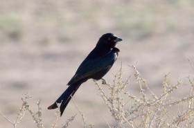 Fork-tailed Drongo by Chris Eason