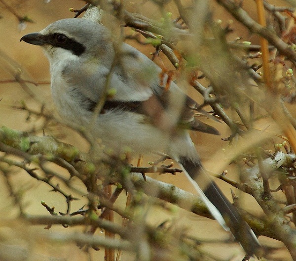 Russian Great Grey Shrike Lanius excubitor Martin Garner