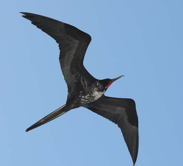 Immature male Galapagos Frigatebird, photo by Omar Naji and Bernadette Kolb