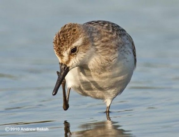 Post image for Featured Bird Blogger of the Week