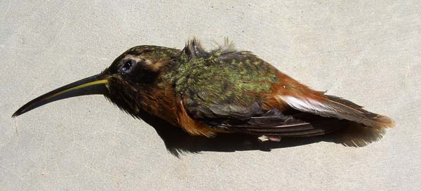Tapajos Hermit, Phaethornis aethopyga from Cristalino Jungle Lodge