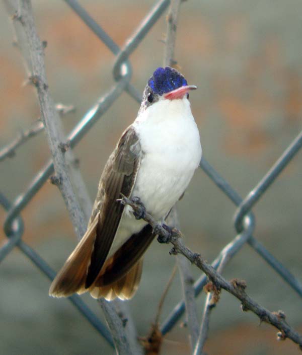 Violet-crowned Hummingbird by Rich Hoyer