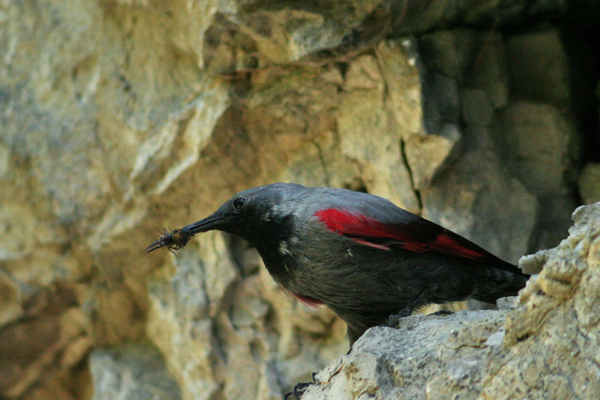 Wallcreepers: Photos, Breeding And Behaviour