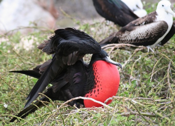  - magnificentfrigatebird.2006_31.ecuador.jpk_-e1304794849274