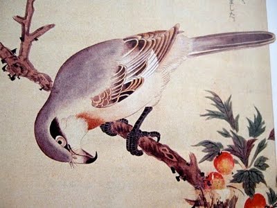 Chinese Grey Shrike オオモズ
