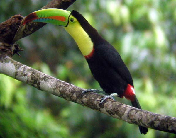 A Keel-billed Toucan in Costa Rica