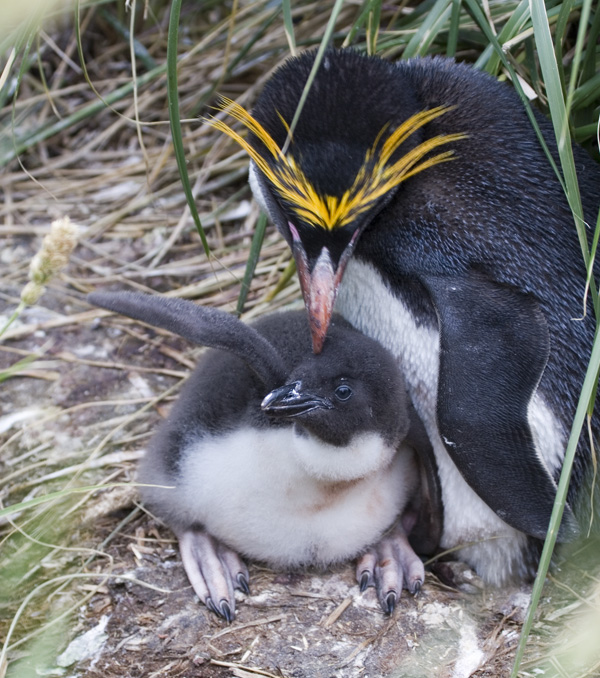 Cute Macaroni Penguins Diet