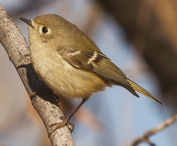 Post image for First Bird of the Year?
