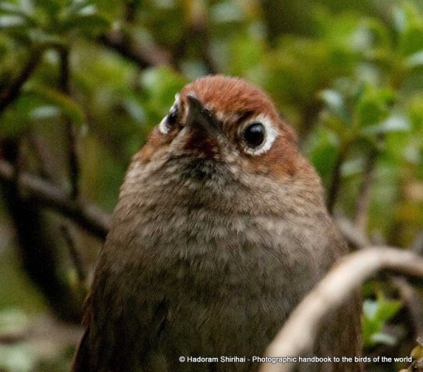 Eye-ringed Thistletail. Photo: Hadoram Shirihai