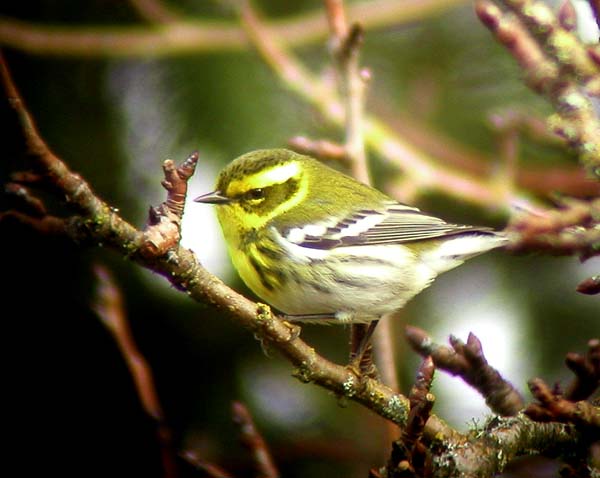 A Townsend's Warbler in Corvallis, Oregon