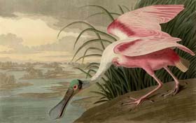 Thumbnail image for Audubon fetches millions at auction