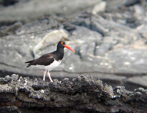 Post image for Of Marine Iguanas, Flightless Cormorants, and Penguins