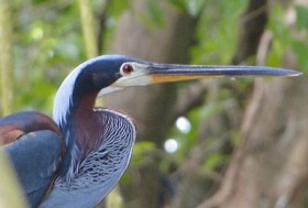 Agami Heron. Colombia. Photo: Luis Francisco Cortes