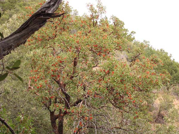 Arizona Oak Trees