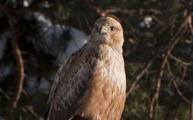Long-legged Buzzard