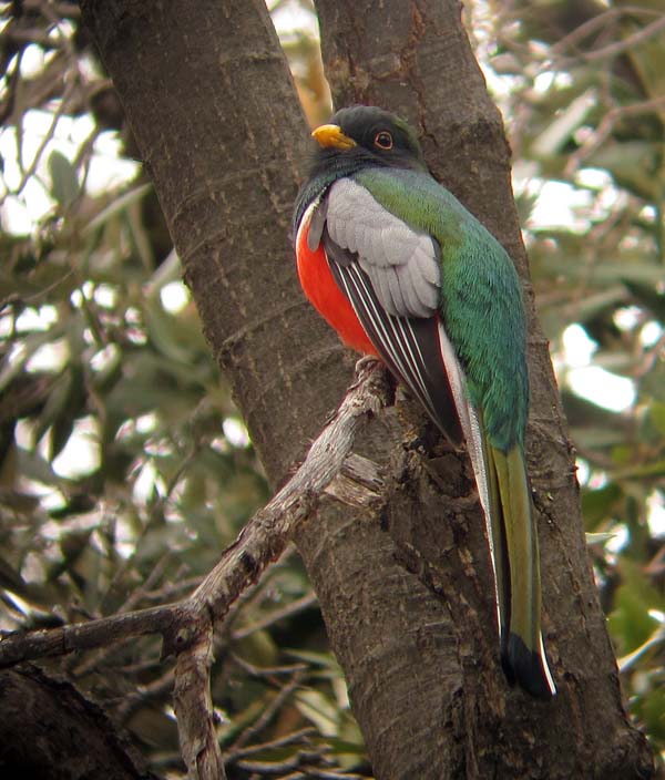 Post image for Quetzal Equals Needle In A Haystack