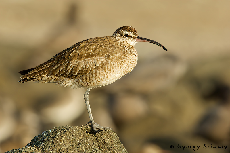Post image for Keen birders’ core literature: the checklists