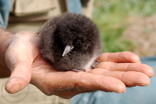 puffin chick