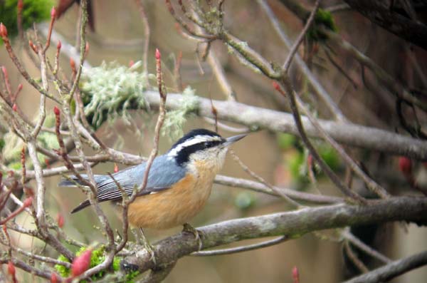 Post image for Christmas Bird Count Fun