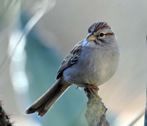 Post image for The Rufous-winged Sparrow Bed-and-Breakfast