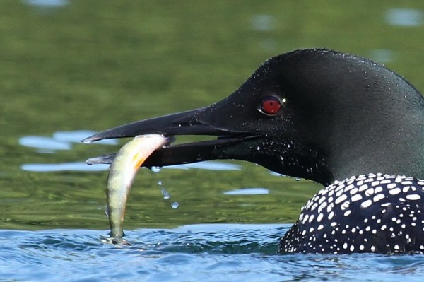 common loon cartoon. hot Common loon with eggs on