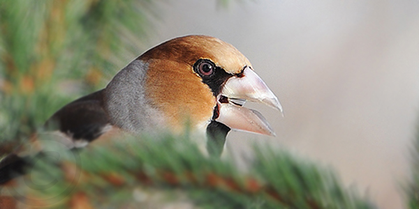 Post image for Hawfinch Haven – 2 Days in Sweden