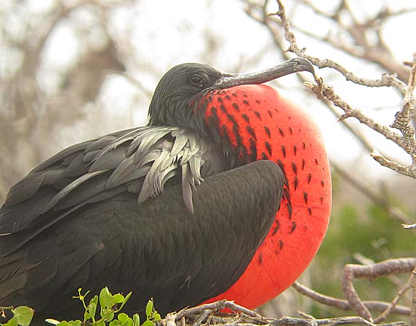 Male Galapagos Magnificent Frigatebird displaying on North Seymour