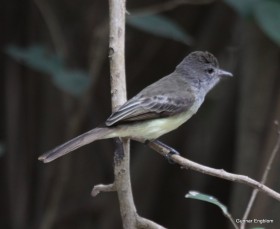 Mystery Myiarchus Flycatcher from Isla Palma, Colombia. Photo: Gunnar Engblom