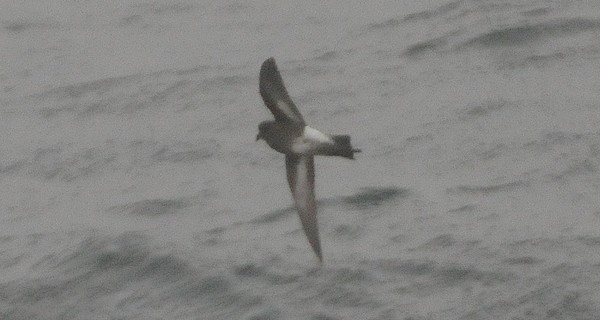 Puerto Montt Storm Petrel. Christian Nunes