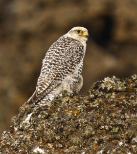 Thumbnail image for Tart the Gyr