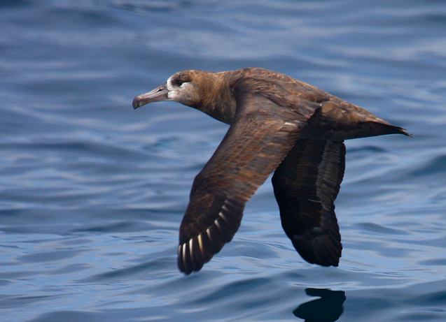 Black-footed Albatross. © Chris West
