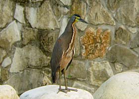 Thumbnail image for Palenque, Mexico – Birding the Maya Ruins