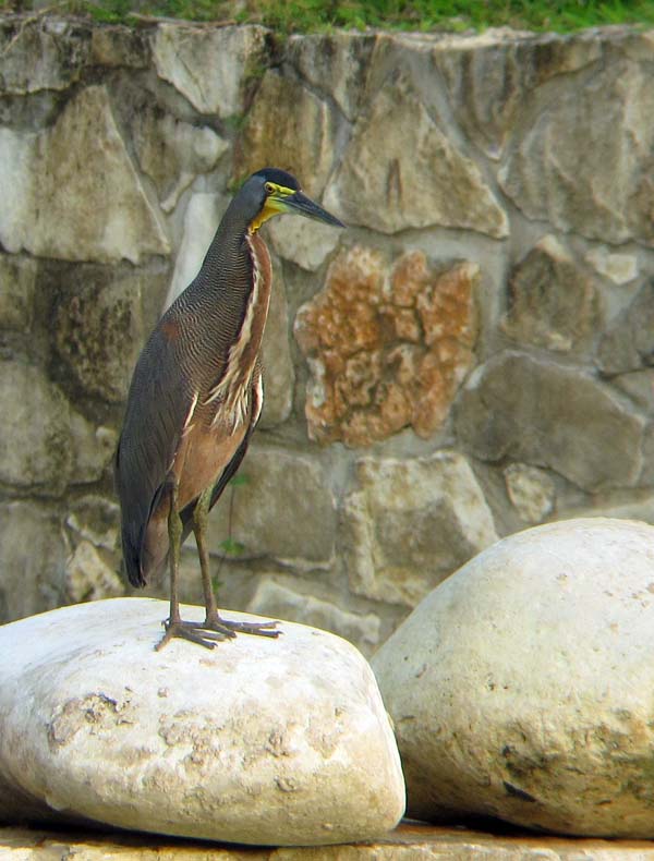 Post image for Palenque, Mexico – Birding the Maya Ruins