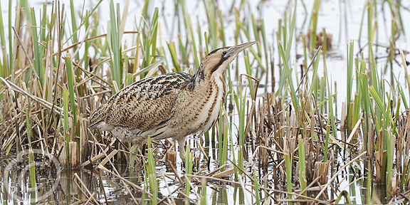 Post image for Naked Bittern Exposed