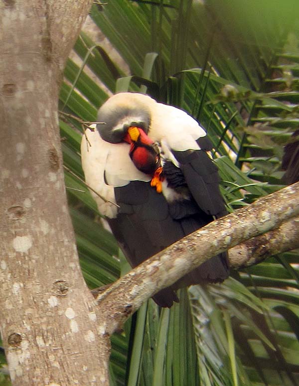 Post image for Birding the Lacandon Rainforest of Mexico