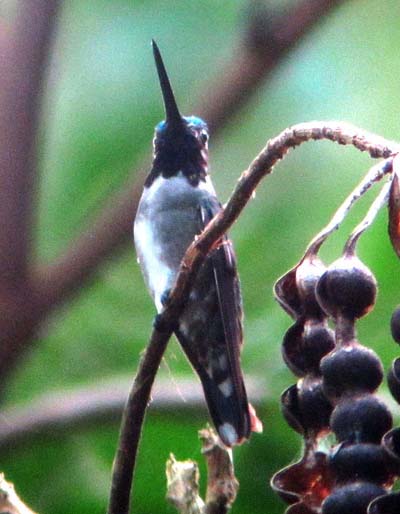 Long-billed Starthroat defending Erythrina coralbean at Yaxchilán Ruins