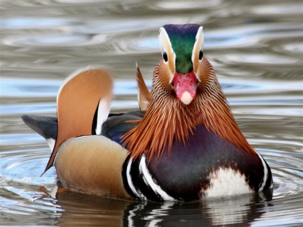 Post image for Featured (UK) Bird Blogger of the Week~FAB