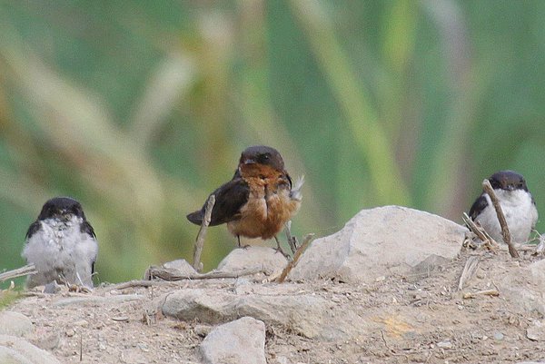 Un-identified Swallow in Lima. Photo: Fabrice Schmitt.