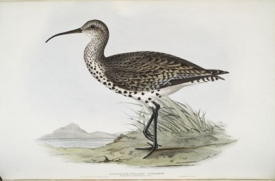 Post image for Goodbye Slender-billed Curlew?