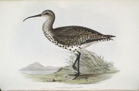 Thumbnail image for Goodbye Slender-billed Curlew?