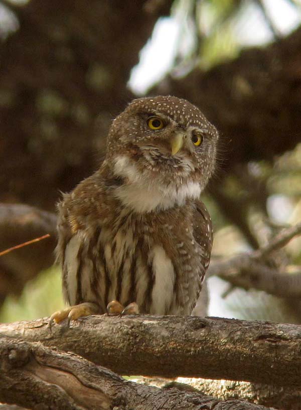 Post image for Digiscoping with an iPhone – Northern Pygmy-Owl and Greater White-fronted Goose