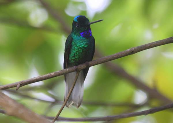White-tailed Starfrontlet Coeligena phalerata. Santa Marta endemic at El Dorado lodge. Photo: Gunnar Engblom