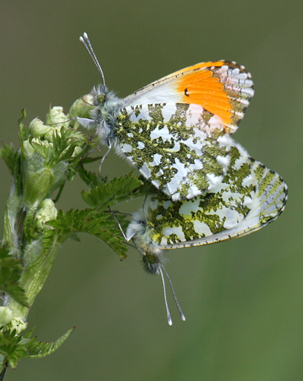 Post image for Black Dogs and Orange Tips