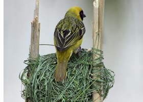Thumbnail image for A view from a new nest